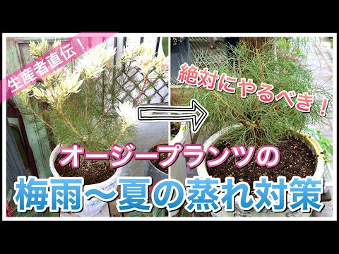 園芸 ワックスフラワー、ポーセリンフラワー