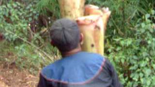 preview picture of video 'Palaung lady carrying banana stem'