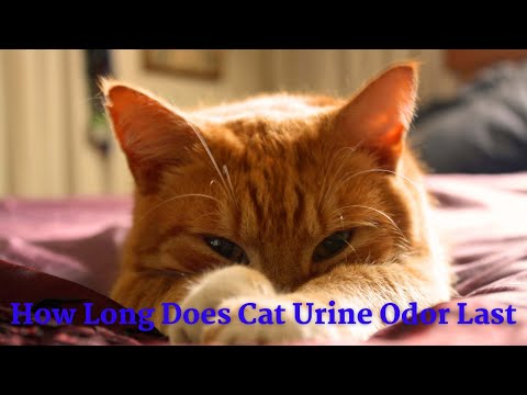 How Long Does Cat Urine Odor Last