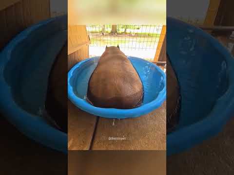 Les chiens sont des idiots partie 421