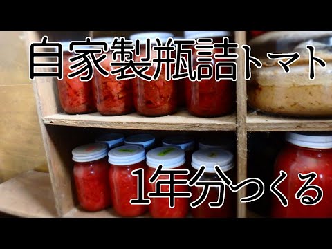 トマトを正しく保存する: 最良のヒント 植物