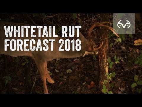 Realtree Forecast