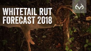 The Whitetail Rut Forecast for This Season