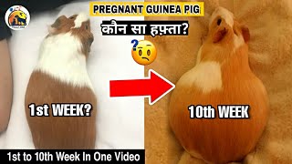Guinea Pig Pregnancy Day 1 to 10th week full detailed video.  All About Pregnant Guinea Pig