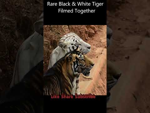 #shorts RARE Black & White Tiger Filmed Together #blacktiger #whitetiger Pseudo Melanistic Tiger