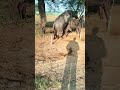 Buffalo Sex Buffelo Buffalo