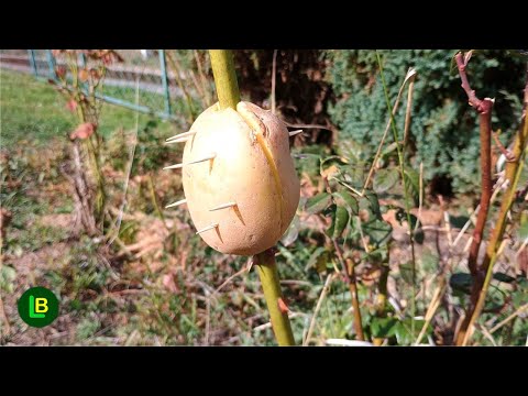 Any branch takes root very quickly. Turn a branch into a new plant