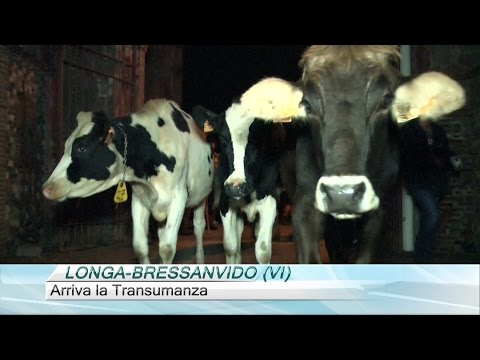 LONGA-BRESSANVIDO (VI)-ARRIVA LA TRANSUMANZA