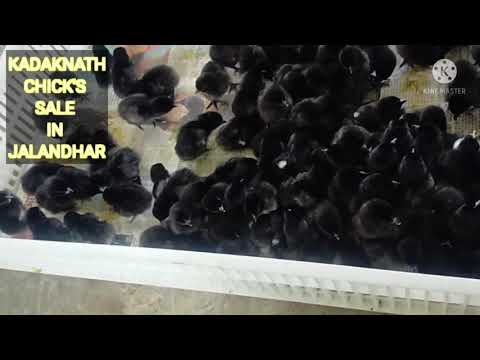 DESI MURGYE MURGIYA DA FARM IN JALANDHAR PUNJAB