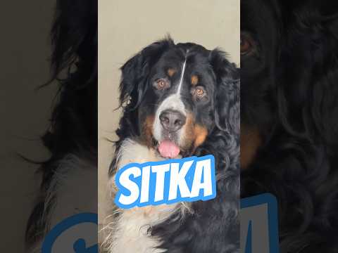 Une table en bernois massif #shorts #bouvierbernois #chezmarth87