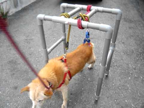 羅東東的輔助輪椅正式啟用嘍！(原發表者:巧克力家)(影片)