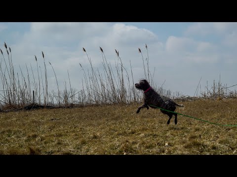 Everything You Need to Know About Wirehaired Pointing Griffons!