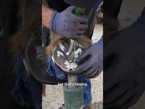 Barefoot Trim vs Shod Trim — A Farrier Explains the Difference