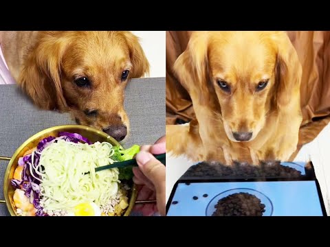 Funny Dog |Delicious dog drooling while staring at the TV#cuihuastory #cute pet #Animals #dogtricks