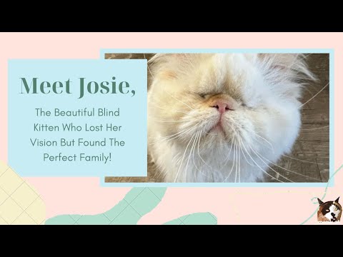 Meet Josie, The Himalayan Cat Who Found The Perfect Home After She Lost  Her Eyes To An Infection