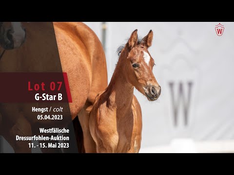 Dressurfohlen-Auktion Lot 07 G-Star B Hengst v. Golden Grey NRW - Caramel WE