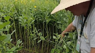 Plantas para adubação verde e cobertura do solo
