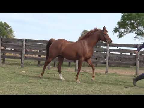 Lote BH GALEANA DEL LARK