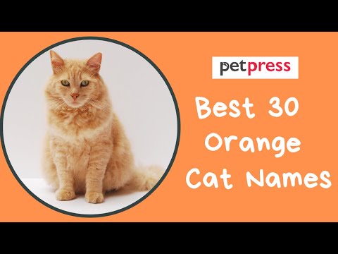 Best 30 Orange Cat Names | PetPress