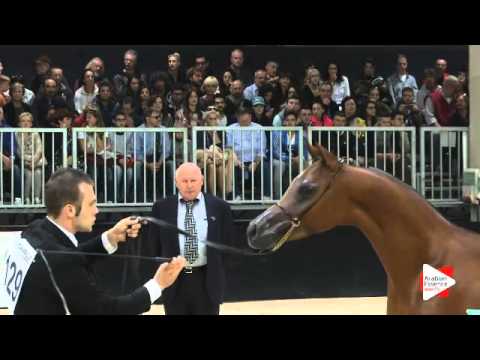 N 129 TRESOR ANGELINO   Verona 2015   Yearling Colts Class 2B