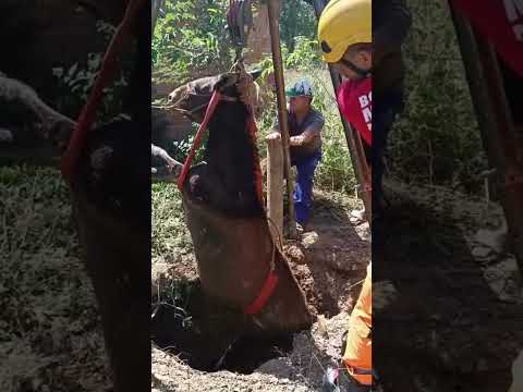 Burro é resgatado após cair em fossa de 3,5 metros em Bocaiuva | Ação dos bombeiros impressiona!