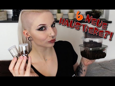 6 neue Haustiere?! | Reptilienbörse Haul | ❄ Lilith Whitic ❄