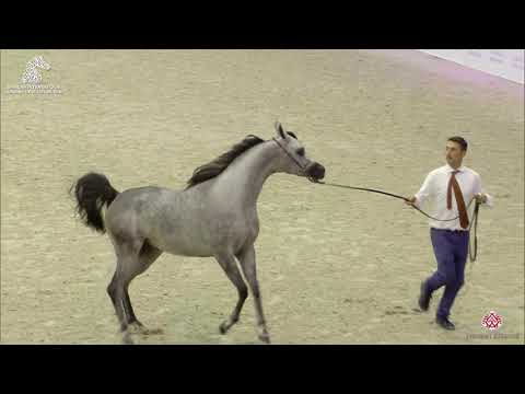 N 172 D NAYEL   Sharjah Arabian Horse Festival 2020   Colts 2 Years Old Class 8