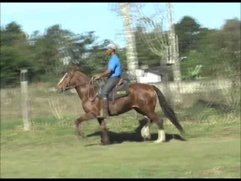 LOTE 41 XARÁ DA CADUCEU