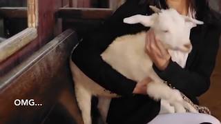 Bella Hadid harassing a goat for 1 minute straight
