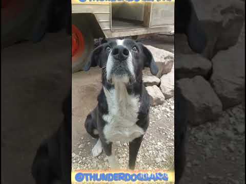 El Moro, por comida hace cualquier cosa #casagrande #perros #cordoba