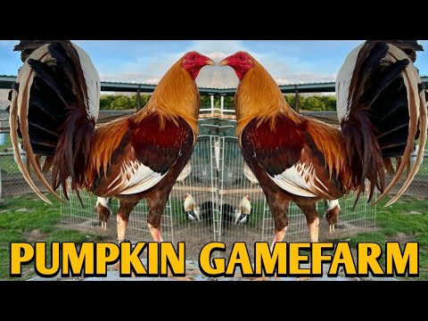 Beautiful Pumpkin - PUMPKIN FARM - Frank Brizuela