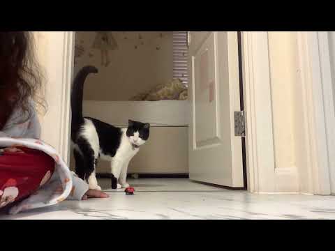 Dexter playing with his Christmas present 