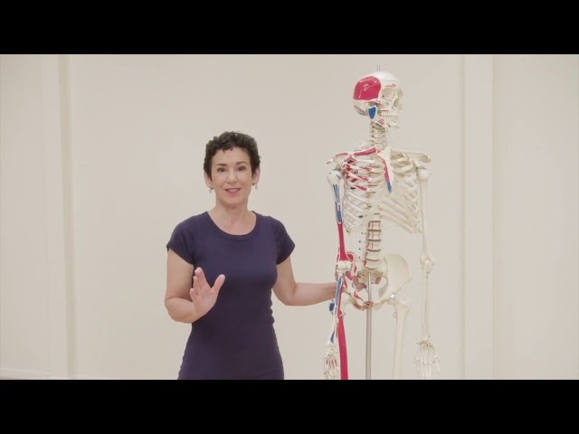 Vídeo relacionado con Pathways to a Centered Body: Gentle Yoga Therapy for Core Stability, Healing Back Pain, and Moving With Ease (First Edition) (English Edition)