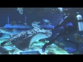 The Seas With Nemo Friends