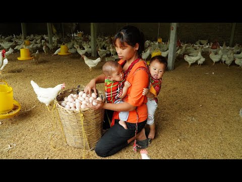 Single mom - Harvest chicken eggs goes to the market sell, Cooking, Daily life of a single mother