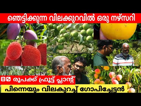 Shocking price reduction only here in Kerala | kallada gardens|Exotic Fruit Nursery in Kerala