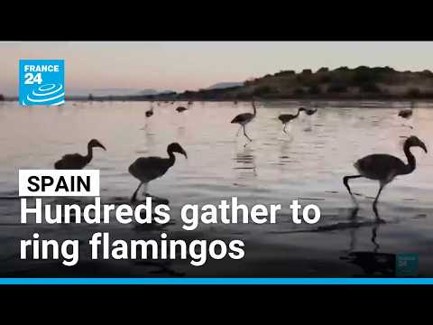 Spain's annual flamingo ringing begins