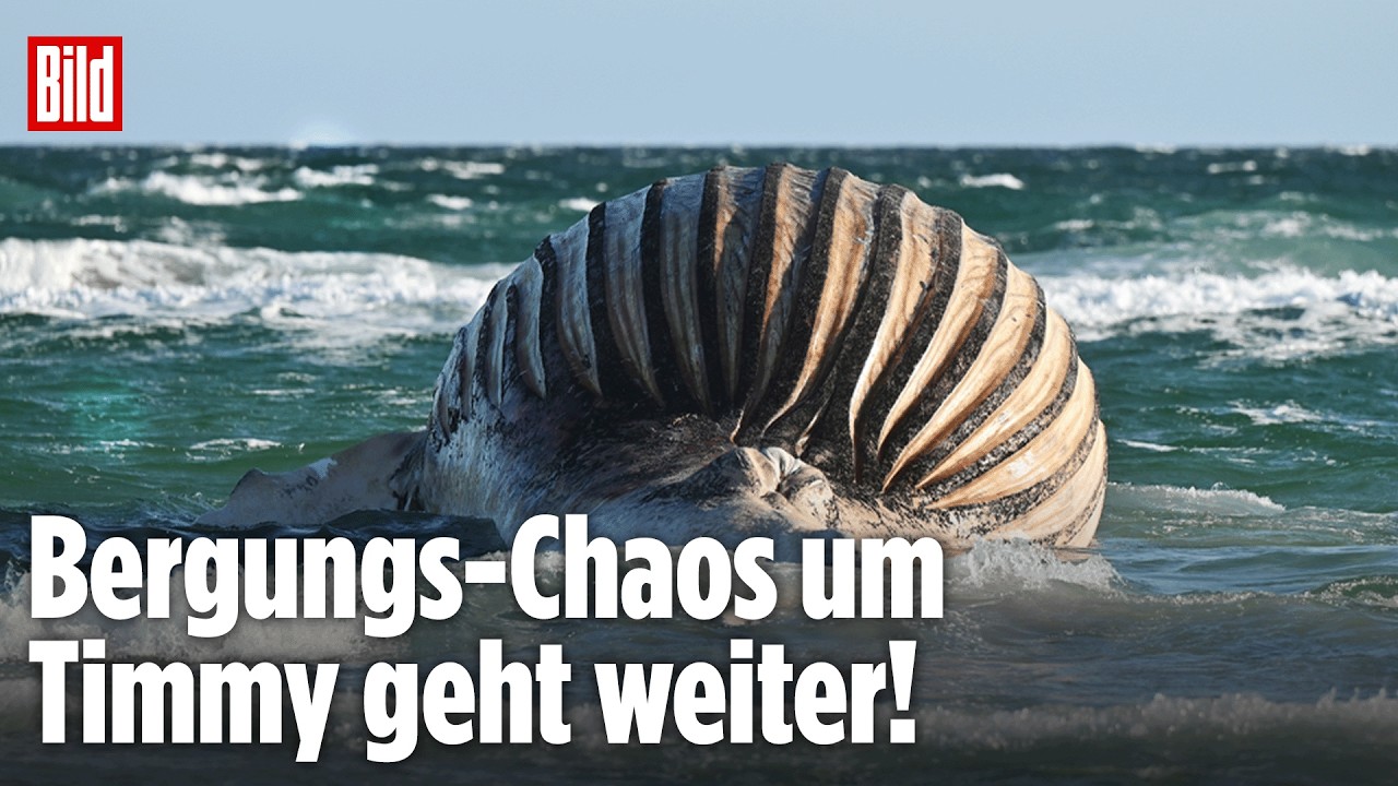 Timmy liegt weiter vor Anholt! Wird sein Kadaver heute endlich geboren? Jetzt LIVE bei BILD