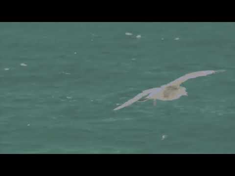 Kasper Bjørke: Seabird (feat. Christian d’Or & Toby Ernest)