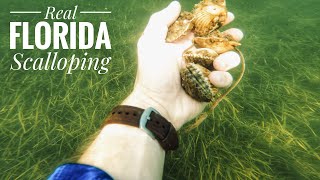 HOW TO CATCH SCALLOPS IN FLORIDA!