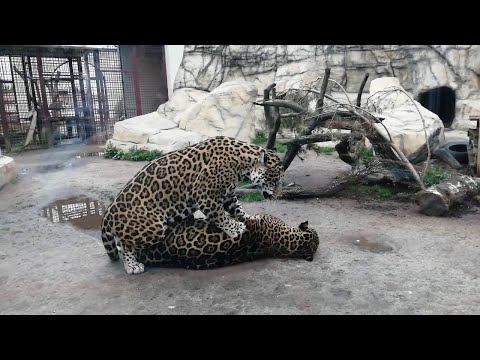 СПАРИВАНИЕ У ЯГУАРОВ (16+) /Самец пылает страстью, а самка разомлела от жары.