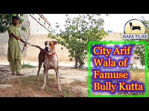 Pure Aseel Bully Kutta 2021 in Arif Wala By Nafa tv hd