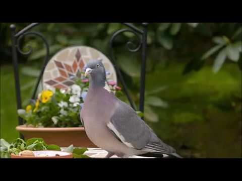 Tauben sind KEINE Ratten der Lüfte