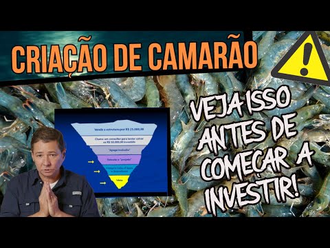 , title : 'CRIAÇÃO DE CAMARÃO: conheça o PRINCIPAL ERRO dos iniciantes!!!'