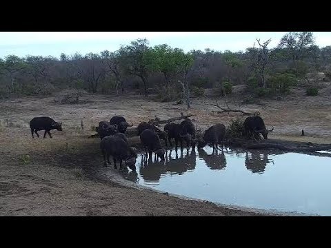 Djuma: Buffaloe group of eleven come to the pan - 05:51 - 10/02/19