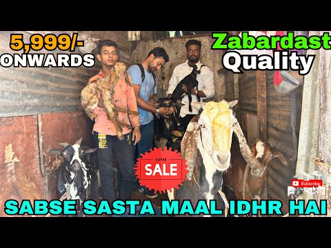 5,999/- se shuru saste bakre aur bakri at Royal goat feeds vadala
