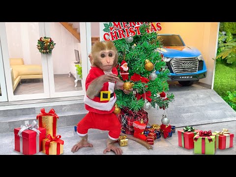 Christmas Of Baby Monkey Bon Bon With Amazing Gift Kinder Joy Surprise Eggs From Santa Claus