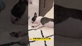 お散歩の後はいつも爆睡のワンコ#shorts