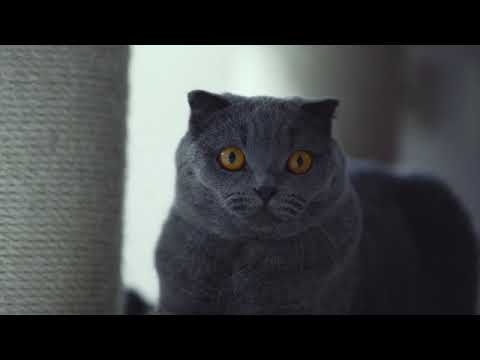 Is it good to have a black cat?Is black cat good luck?