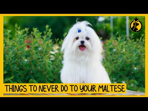 5 Things You Must Never Do to Your Maltese Dog
